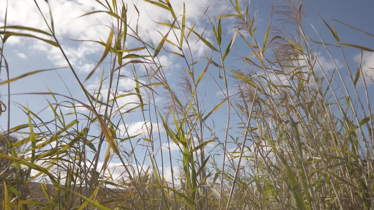 La cámara se aleja de los brotes en las marismas bajo un cielo azul