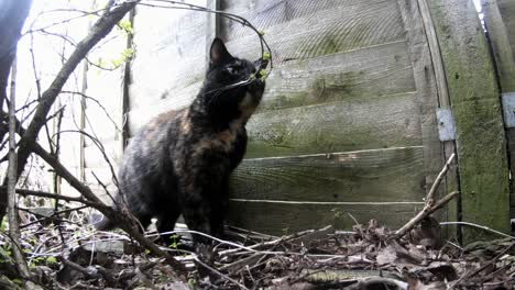 un gato marrón y negro revisando su territorio
