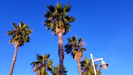 a smooth pan across palm trees in a retirement community with a sunrise