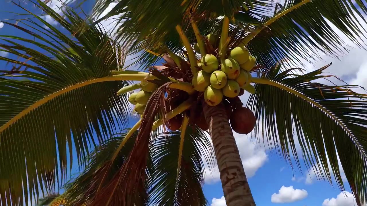 Coconut Palm Tree on Tropical Beach with Blue Sky