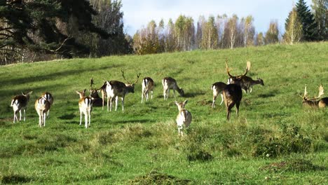 Damwildherde-Frisst-üppiges-Grünes-Gras,-Zeitlupe,-Sonniger-Herbsttag,-Wildtierkonzept,-Entfernte-Mittlere-Handaufnahme