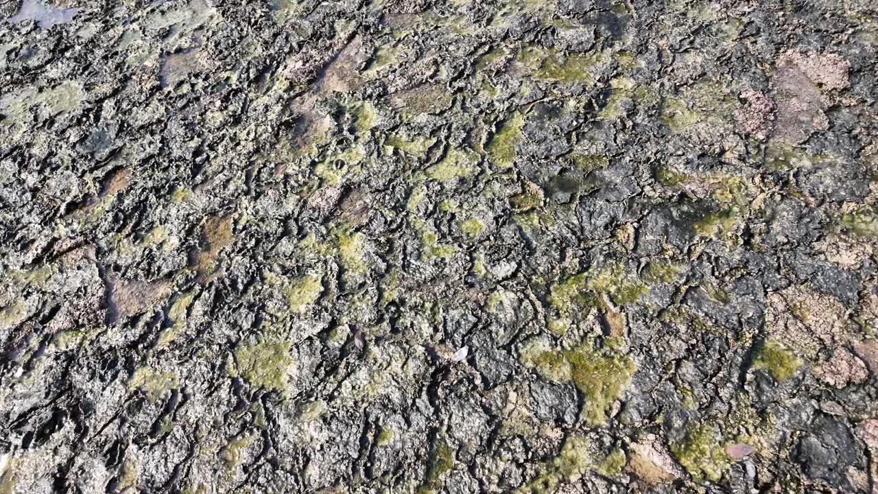 Experience the peaceful beauty of Al Zorah Mangrove in Ajman, UAE