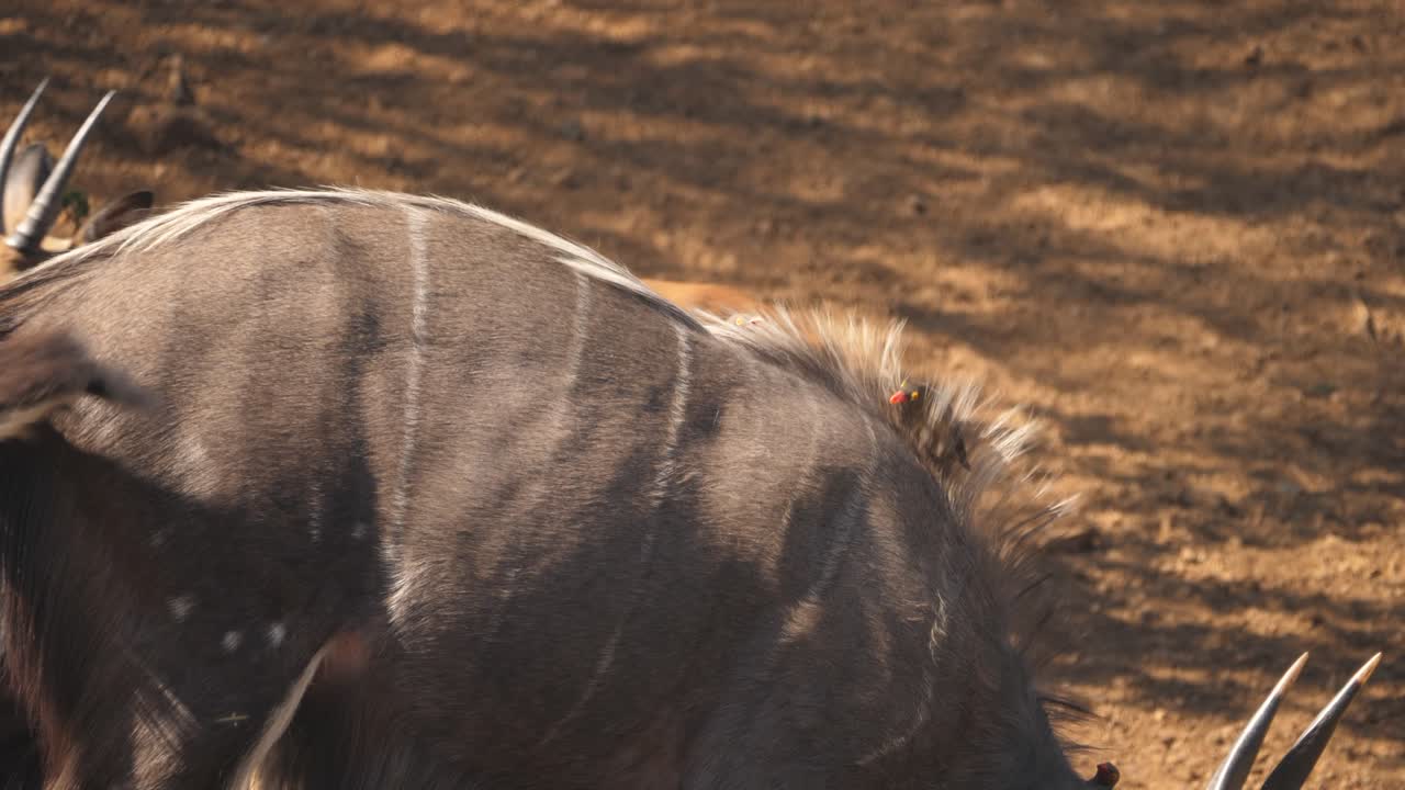 pájaro oxpecker come parásitos de nyala macho, primer plano de cámara lenta