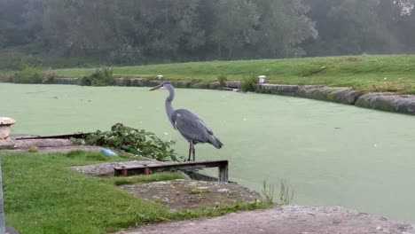 common grey heron bird hunting on misty river canal side view
