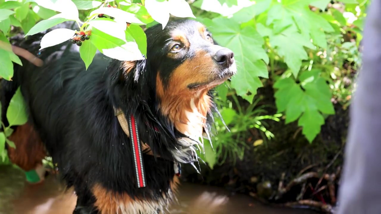 Dog in Stream Drinking Water, Dog in Nature Stream on Mountain, Australian Shepherd Soaking Wet