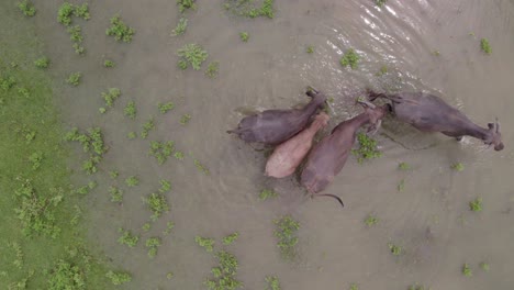 Top-down-shot-of-water-buffaloes-waking-on-a-small-pond-at-Indonesia,-aerial