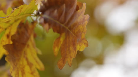 Brown-autumn-leaves-against-a-blurred-white-background-in-a-serene-forest