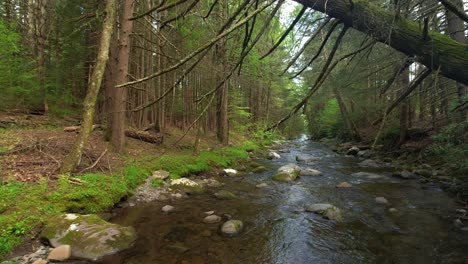 low angle drone footage of a beautiful stream in a lush, green, magical forest with a setting sun