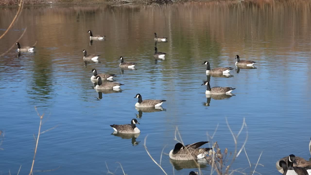 paisaje con una pequeña bandada de gansos canadienses nadando en un estanque