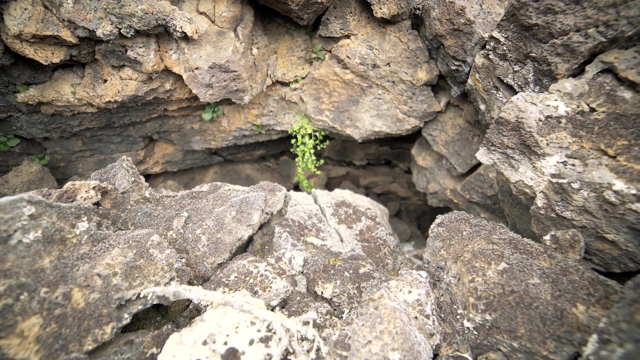 Small Green Plant Growing Inside a Rocky Volcanic Cave