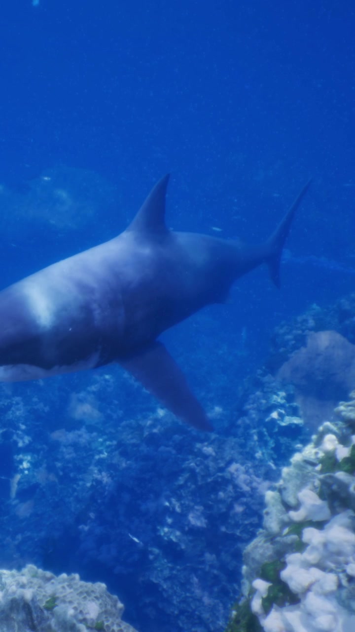 Underwater scene with a shark swimming near a coral reef in the ocean