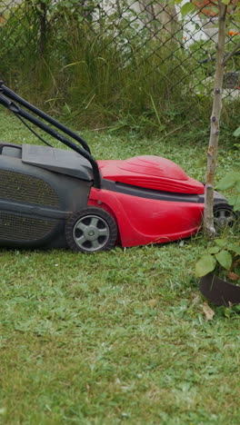 girl is mowing grass by lawn mower around flower pots with roses in the garden in the summer vertical video