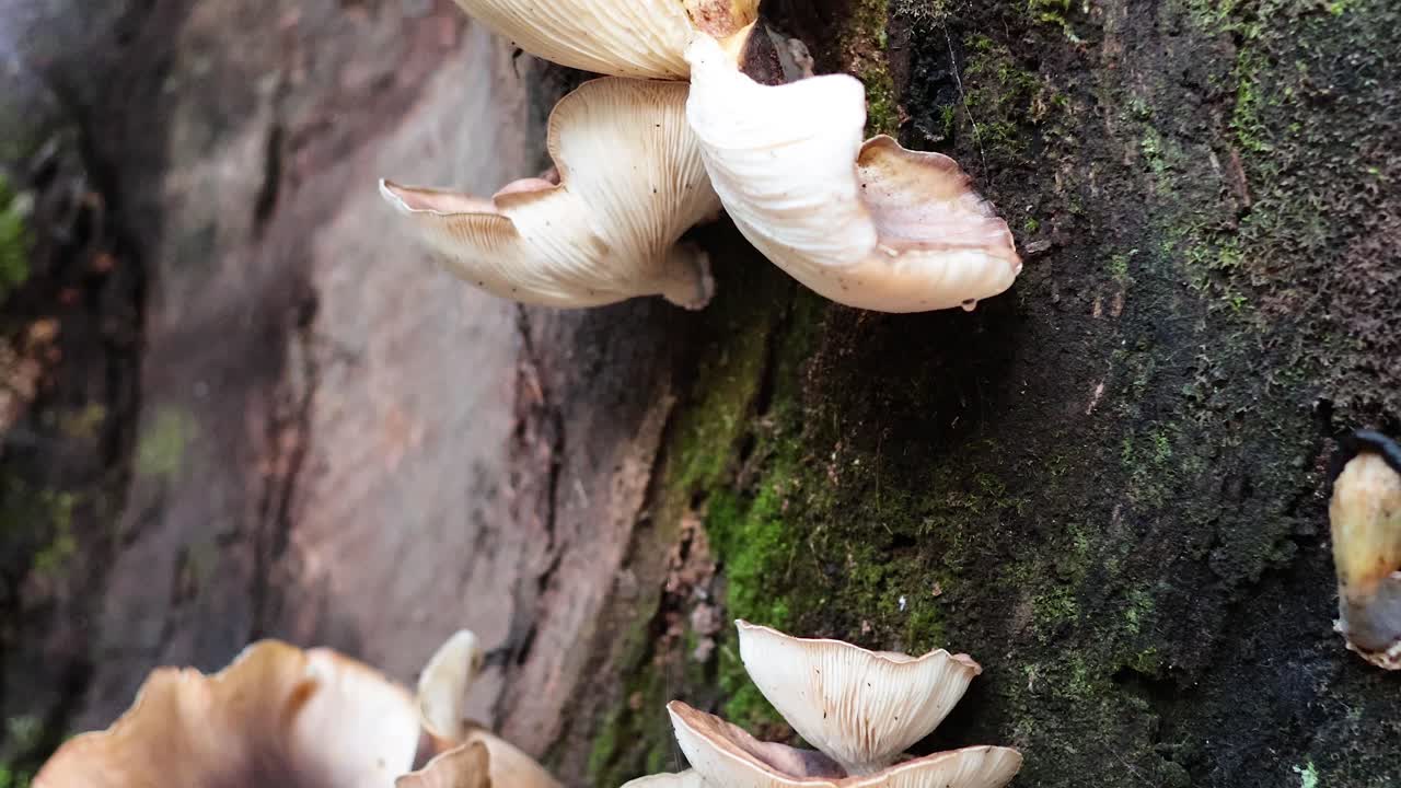 나무 질에서 자라는 버섯의 시간 간격