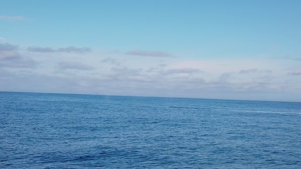 혹등고래의 짐벌 와이드 샷이 캘리포니아 몬테레이 해안의 바다에서 침범하고 분출하고 있습니다.