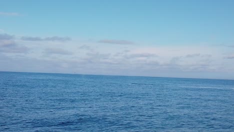 Gimbal-wide-shot-of-humpback-whales-breaching-and-spouting-in-the-ocean-off-the-coast-of-Monterey,-California