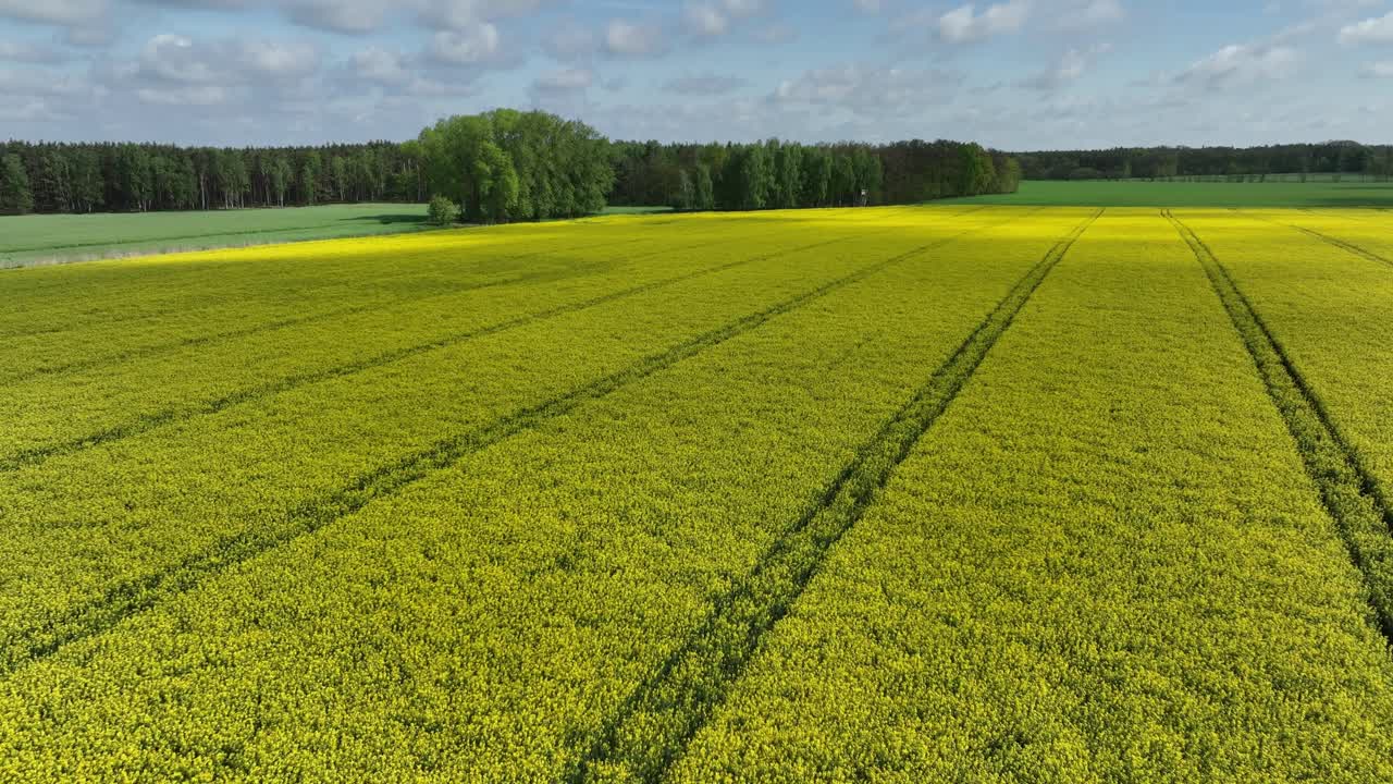 установленный воздушный снимок живописного желтого рапсового цветка