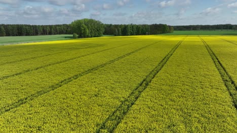 Etablierte-Luftaufnahme-Einer-Malerischen-Gelben-Rapsblüte