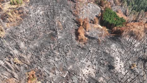 drone aerial view of burned forest and countryside landscape, wildfire aftermath