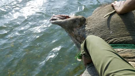 elephant safari with tourists in jungle, national park in chaitwan, nepal.