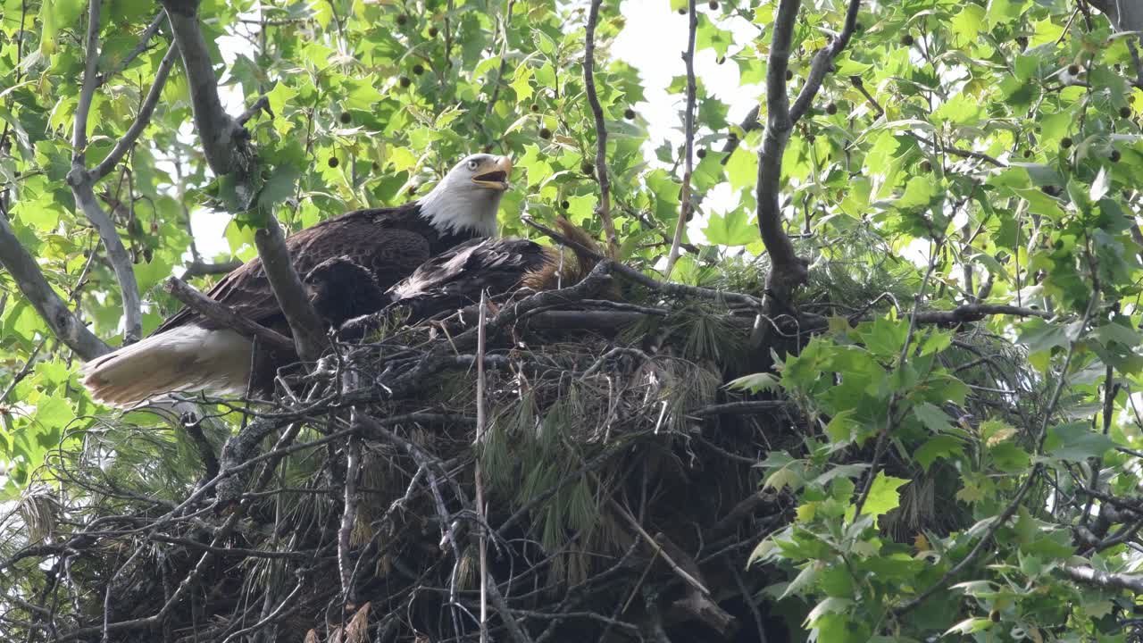Parent bald eagle tends to nest while panting on a hot day