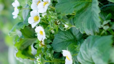 flowering strawberry plant flourishing strawberry plants blooming with white flowers thrive under flowering strawberry plant flourishing strawberry plants blooming with white flowers thrive under the tunnel dome greenhouse on the farm plantation covered by rows of agricultural plastic film
