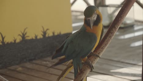 el guacamayo azul y amarillo es un residente de colores audaces del neotrópico que se encuentra desde el este de panamá a través de colombia y desde venezuela al este de brasil y al sur de bolivia