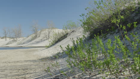 static shot of small plants growing in the sand, then panning over to reveal a large body of water next to some rolling sand dunes