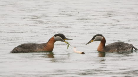 a close up shot of a pair of red necked grebe during a mating dance which is an elaborate courtship show exchanging twigs and grass, canada