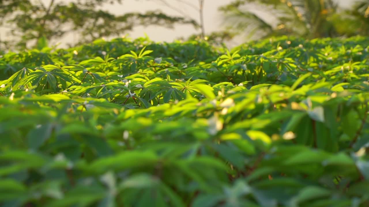 Câmera lenta - As folhas da mandioca balançam ao vento na plantação ao nascer do sol