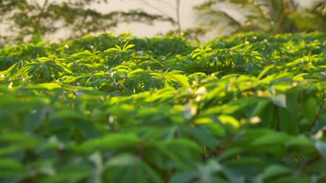 slow motion - the leaves of the cassava tree sway in the wind on plantation in sunrise time