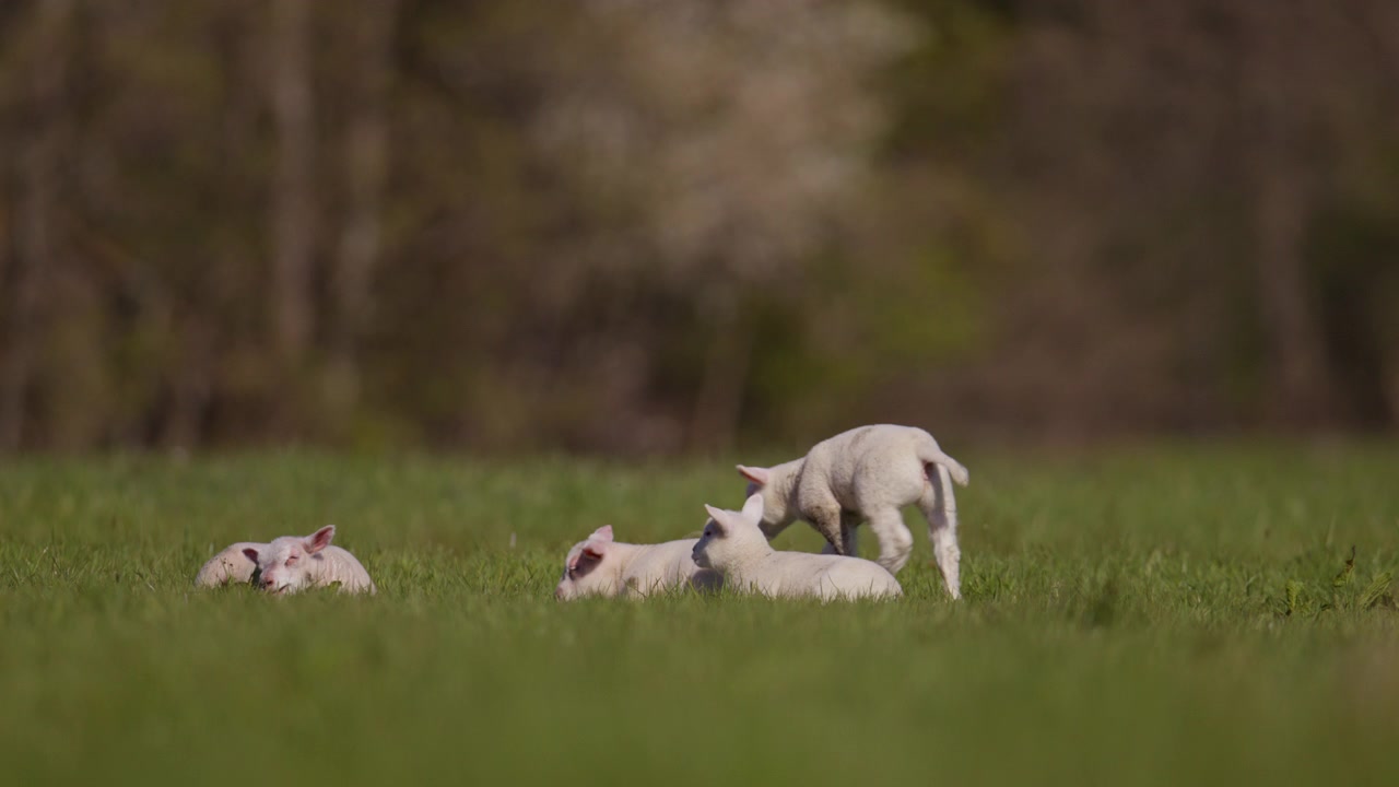 Young Lambs Resting in a Vibrant Green Pasture While One Wags Its Tail, then walks off