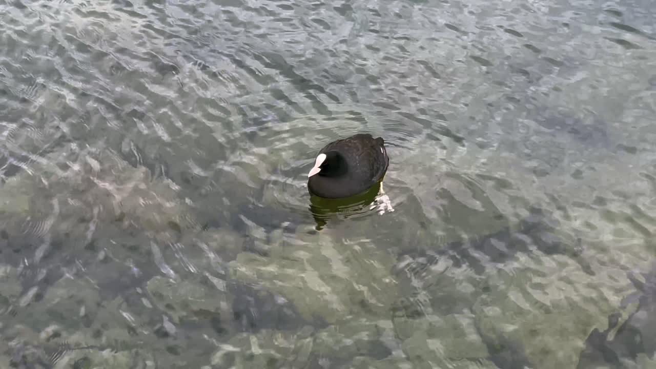 Duck floating - Geneva lake in Switzerland