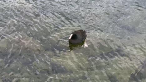 duck floating - geneva lake in switzerland