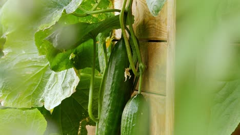 ripe green cucumbers hanging in bunch in organic commercial greenhouse