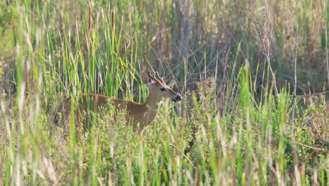 Venado-Cola-Blanca-Comiendo-Plantas