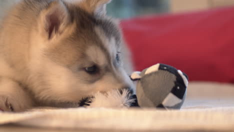 Small-Husky-Puppy-Playing-With-Chewing-Toy