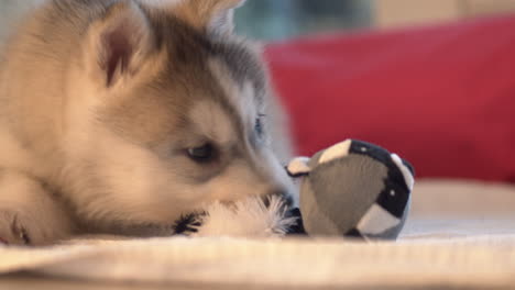 pequeño cachorro husky jugando con un juguete para masticar