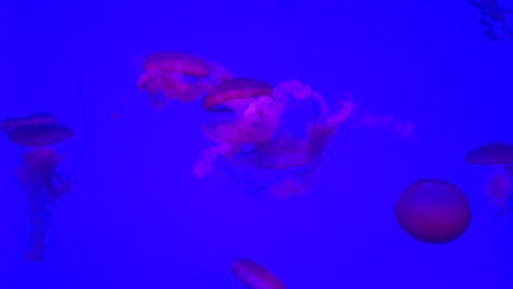 Pink-Jellyfishes-Floating-in-Aquarium