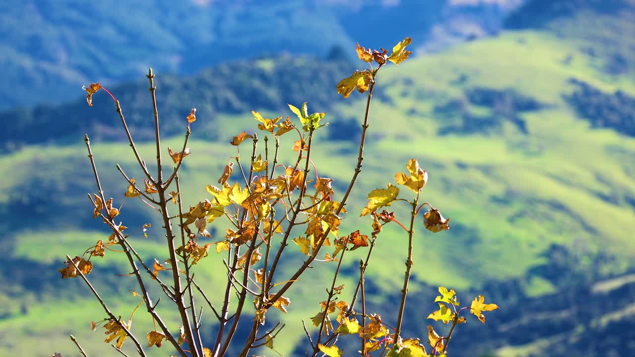 Golden leaves on branches sway gently against a vibrant green hillside in Akaroa, New Zealand, under bright daylight