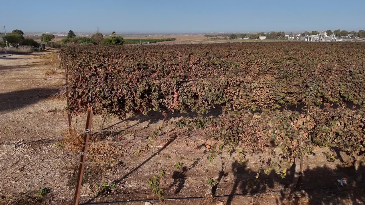 High resolution aerial drone 4K video of vineyards during a summer day in central Israel close to Hulda