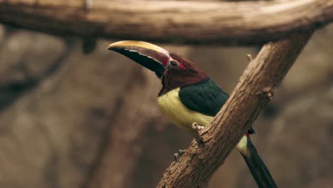 tucán hermoso pájaro de la amazonía