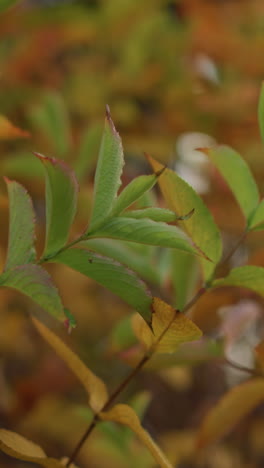 primer plano de hojas de otoño verdes y doradas vibrantes balanceándose suavemente en el viento, iluminadas por la suave luz del sol, una escena de naturaleza serena y pacífica con un fondo borroso