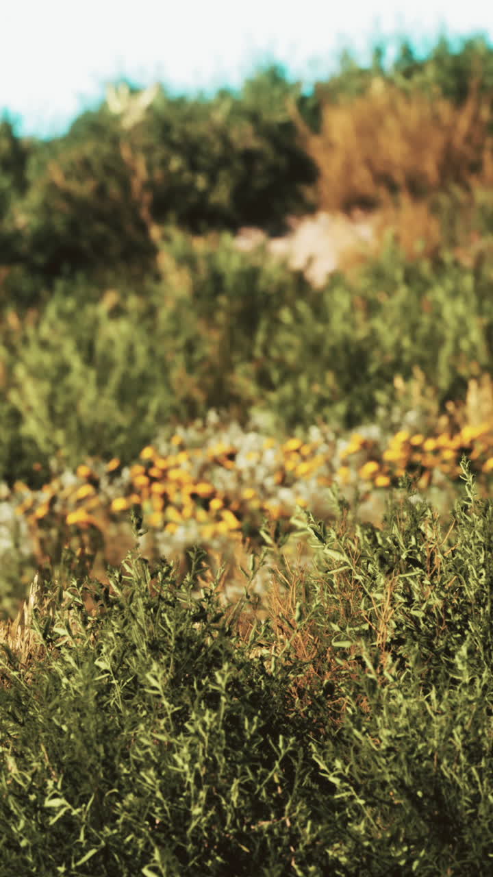 dunas de playa con hierba larga