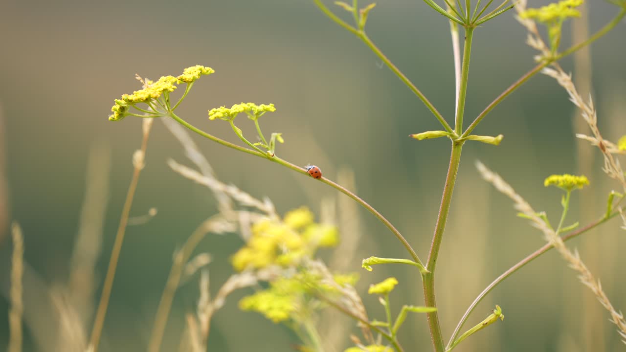 들판에 있는 꽃을 따라 기어가는 무당벌레나 무당벌레를 가까이서