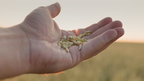 a man's jerk with a handful of wheat rises up to the sun. caring farmer in his field