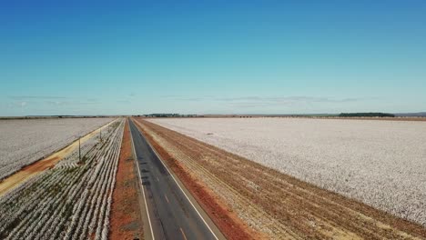 aerial shot rising above a country road surrounded by cotton fields