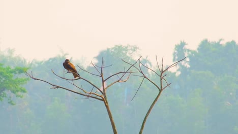 un grupo de pájaros águila encaramados en un árbol desnudo en bangladesh con exuberante vegetación en el fondo