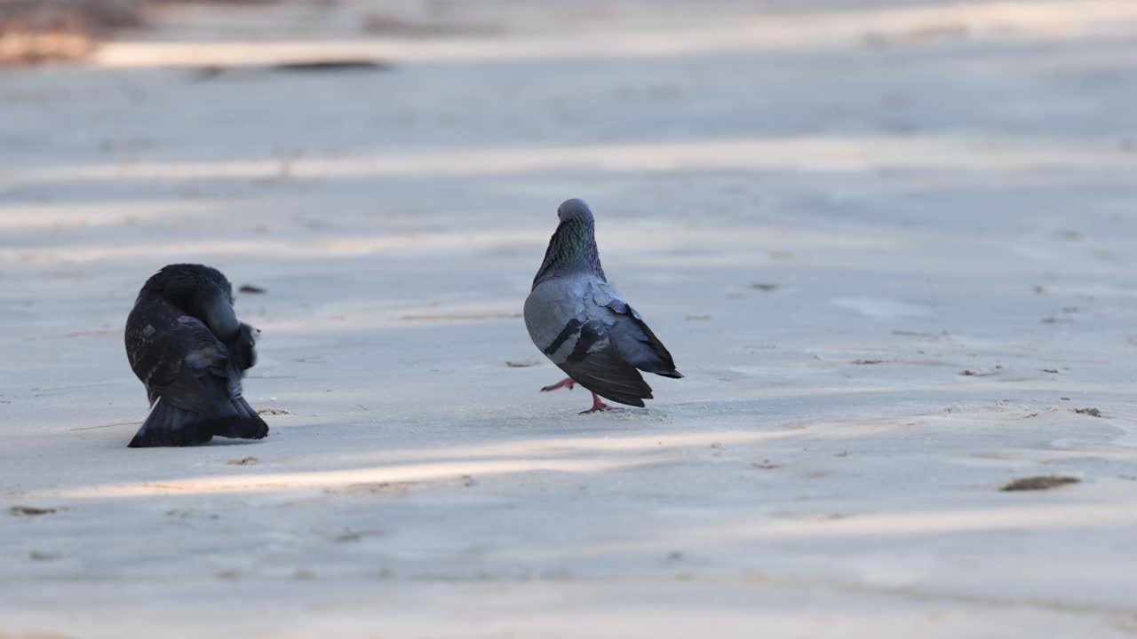 걸어다니고 돌아다니는 비둘기의 순서