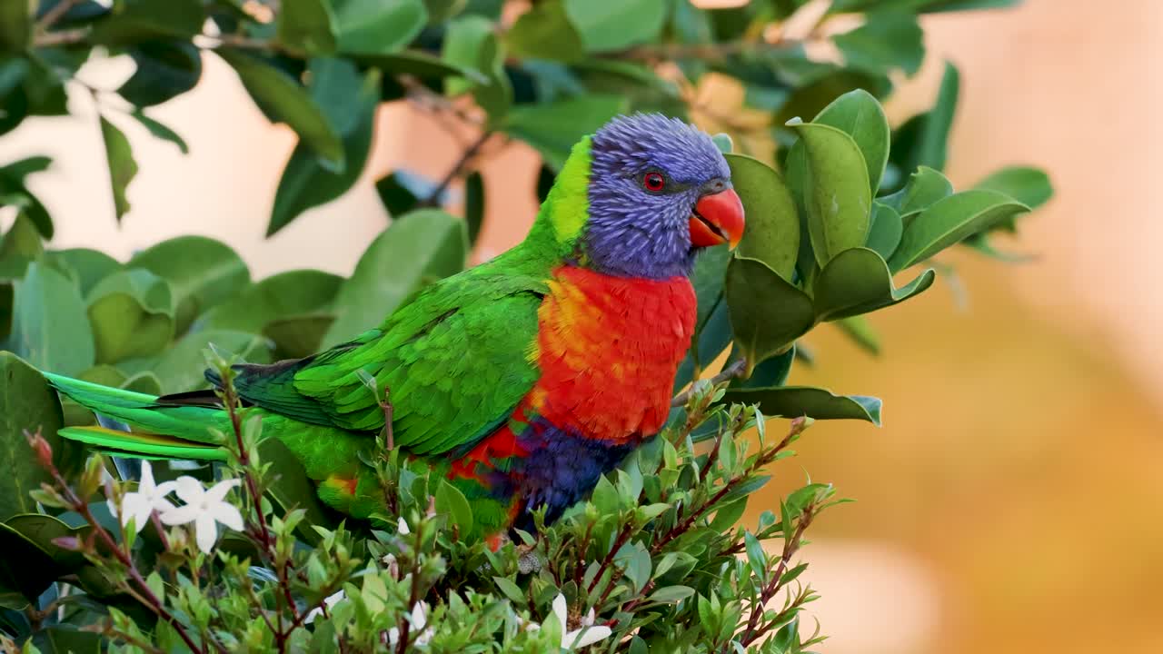 Vibrant lorikeets interact and feed among green foliage and a white bowl, captured in bright natural light