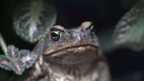 close up footage of cane toad - front view